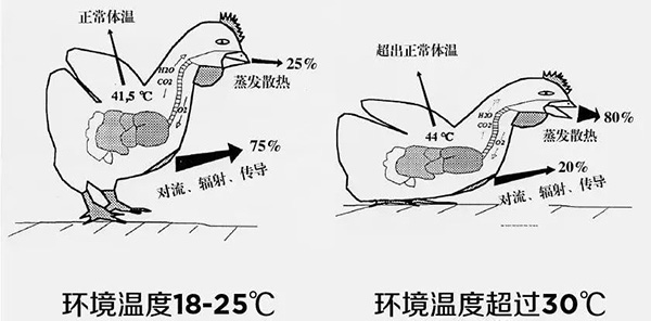 《夏日炎炎，如何為動物防暑、降溫》